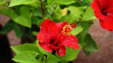 Çiçek açan çiçeklerin yakınlaşması 