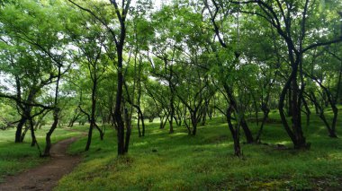 Yaz parkında gündüz vakti yeşil ağaçlar ve bitkiler 