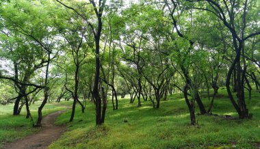 Yaz parkında gündüz vakti yeşil ağaçlar ve bitkiler 