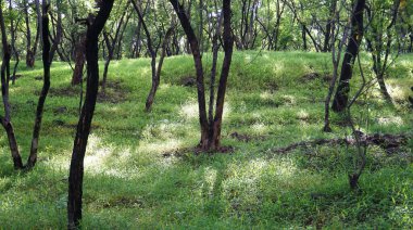 Yaz parkında gündüz vakti yeşil ağaçlar ve bitkiler 