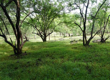 Yaz parkında gündüz vakti yeşil ağaçlar ve bitkiler 
