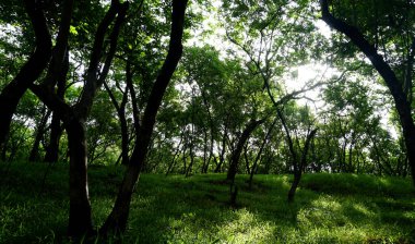 Yaz parkında gündüz vakti yeşil ağaçlar ve bitkiler 