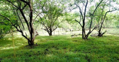 Yaz parkında gündüz vakti yeşil ağaçlar ve bitkiler 
