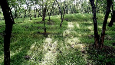 Yaz parkında gündüz vakti yeşil ağaçlar ve bitkiler 