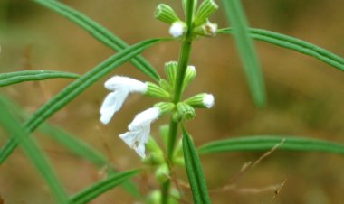 Gündüz vakti şehir parkında çiçek açan bitkilerin kapatılması 