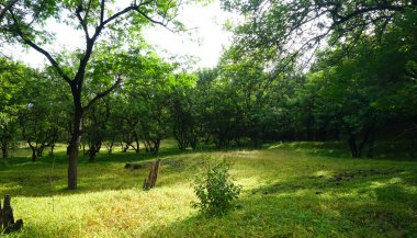 Yaz parkında gündüz vakti yeşil ağaçlar ve bitkiler 