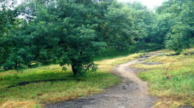 Yaz parkında gündüz vakti yeşil ağaçlar ve bitkiler 