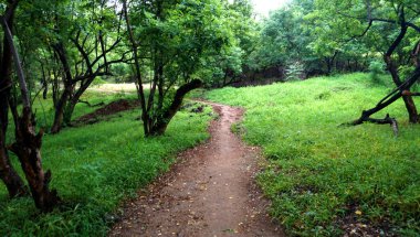 Yaz parkında gündüz vakti yeşil ağaçlar ve bitkiler 