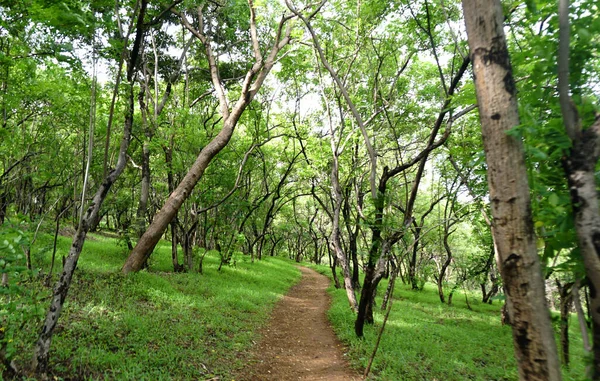 Green Trees Plants Summer Park Daytime — Stock fotografie