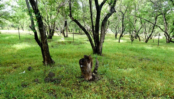 Πράσινα Δέντρα Και Φυτά Στο Θερινό Πάρκο Την Ημέρα — Φωτογραφία Αρχείου