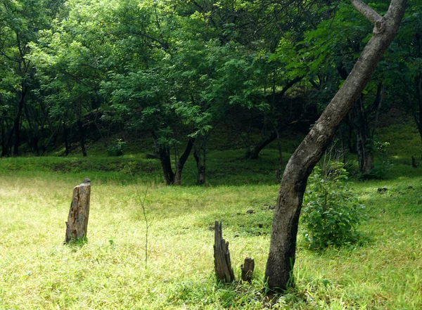 Tagsüber Grüne Bäume Und Pflanzen Sommerpark — Stockfoto