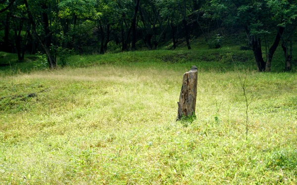 Green Trees Plants Summer Park Daytime — 스톡 사진