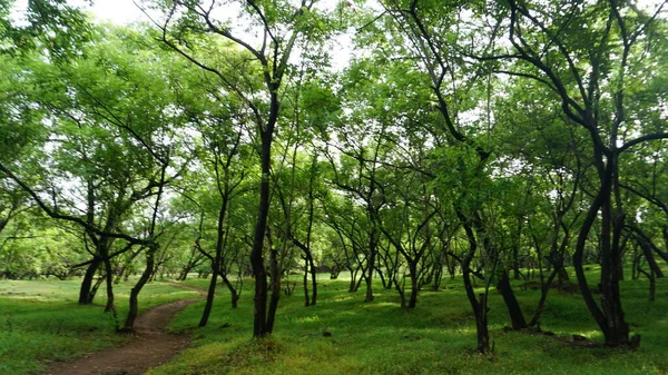 Árvores Verdes Plantas Parque Verão Durante Dia — Fotografia de Stock