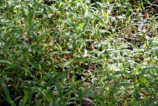 Closeup Green Grass Sunlight — Stock Photo, Image