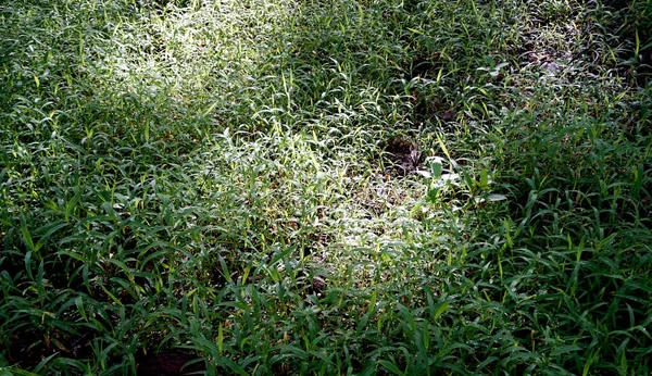 Closeup Green Grass Sunlight — Stock Photo, Image