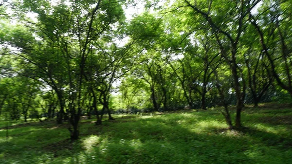Zöld Fák Növények Nyári Parkban Nappal — Stock Fotó