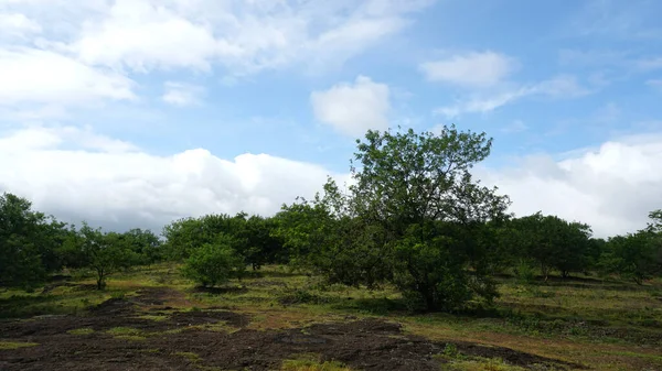 Árboles Plantas Verdes Parque Verano Durante Día —  Fotos de Stock