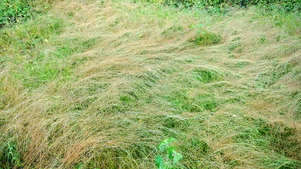 太陽の下での緑の草の閉鎖 — ストック写真