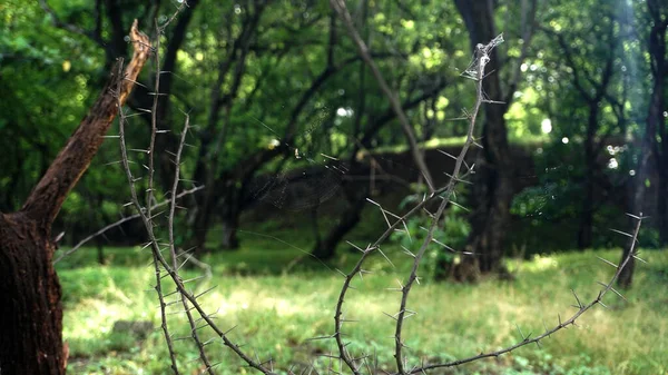 Árboles Plantas Verdes Parque Verano Durante Día — Foto de Stock