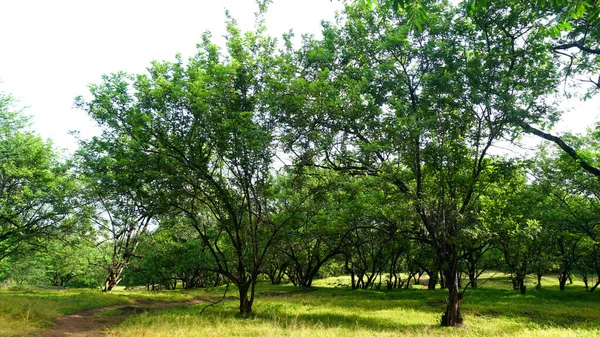 Green Trees Plants Summer Park Daytime — Stockfoto