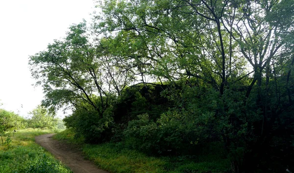 Yaz Parkında Gündüz Vakti Yeşil Ağaçlar Bitkiler — Stok fotoğraf