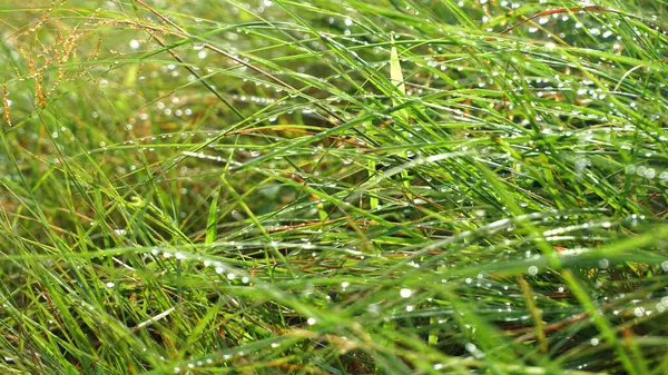 Nahaufnahme Von Grünem Gras Sonnenlicht — Stockfoto