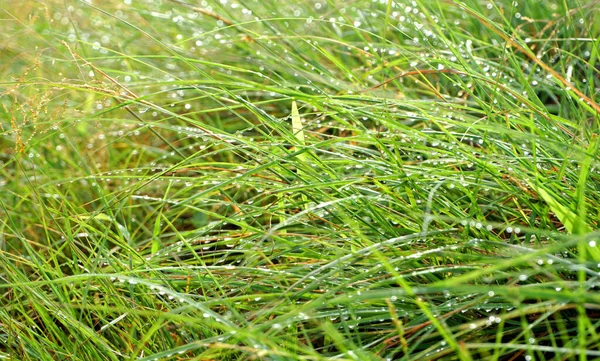 Nahaufnahme Von Grünem Gras Sonnenlicht — Stockfoto