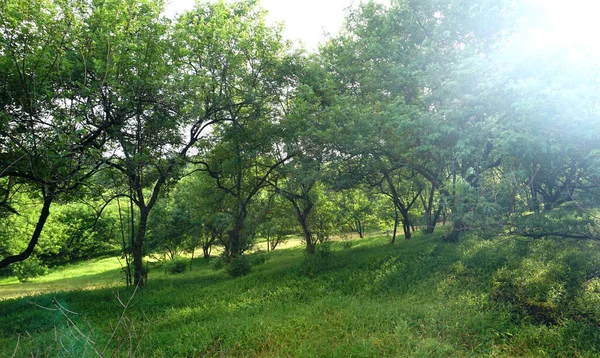 Green Trees Plants Summer Park Daytime — Stockfoto