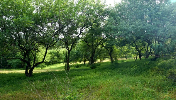 Green Trees Plants Summer Park Daytime — Stockfoto