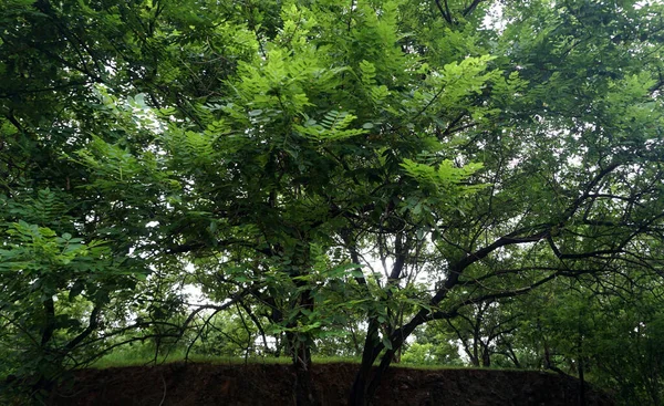 Pohon Hijau Dan Tanaman Taman Musim Panas Siang Hari — Stok Foto