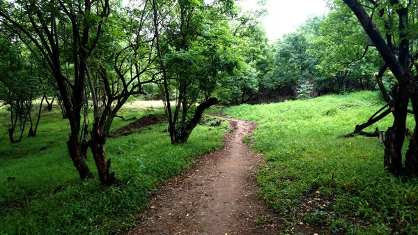 Árboles Plantas Verdes Parque Verano Durante Día — Foto de Stock