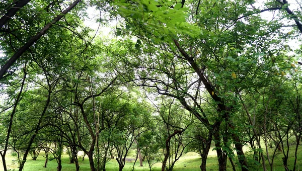 Tagsüber Grüne Bäume Und Pflanzen Sommerpark — Stockfoto