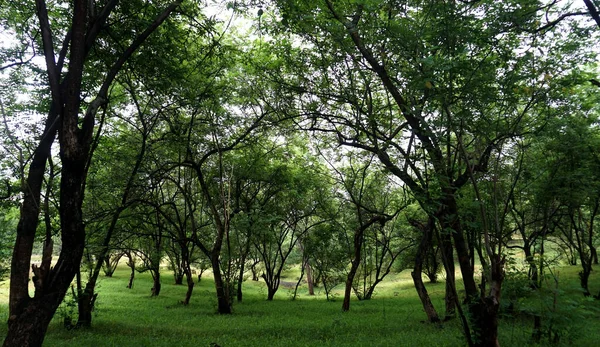 Árboles Plantas Verdes Parque Verano Durante Día —  Fotos de Stock