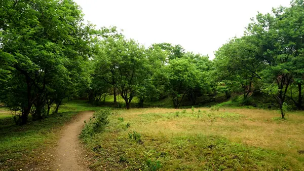 Yaz parkında gündüz vakti yeşil ağaçlar ve bitkiler 