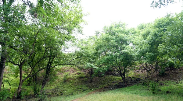 Pohon Hijau Dan Tanaman Taman Musim Panas Siang Hari — Stok Foto