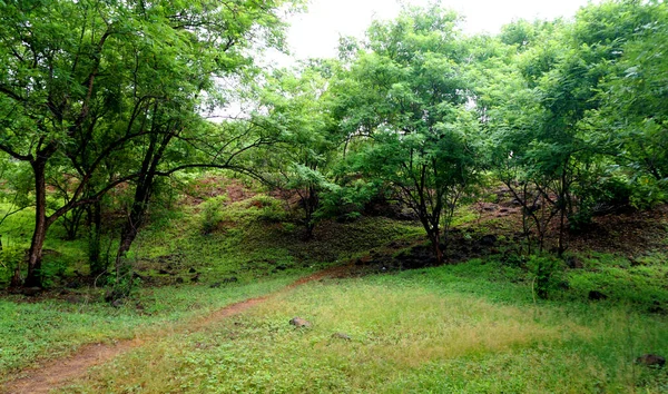 Alberi Piante Verdi Nel Parco Estivo Diurno — Foto Stock