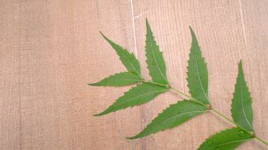 Medicinal Ayurvedic Azadirachta Indica veya Neem masadan ayrılıyor