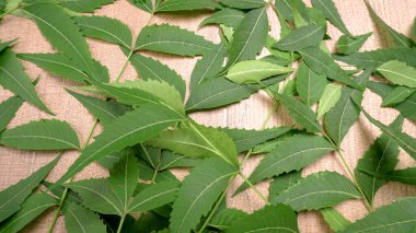 Medicinal Ayurvedic Azadirachta Indica veya Neem masadan ayrılıyor