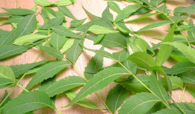 Medicinal Ayurvedic Azadirachta Indica veya Neem masadan ayrılıyor