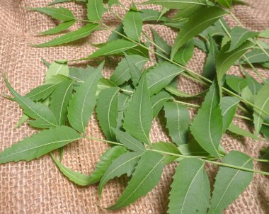 Medicinal Ayurvedic Azadirachta Indica veya Neem masadan ayrılıyor