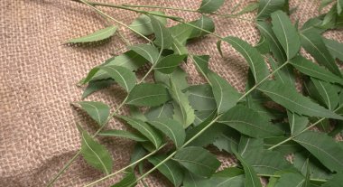 Medicinal Ayurvedic Azadirachta Indica veya Neem masadan ayrılıyor
