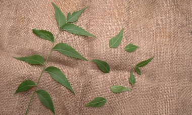 Medicinal Ayurvedic Azadirachta Indica veya Neem masadan ayrılıyor