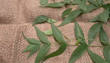 Medicinal Ayurvedic Azadirachta Indica veya Neem masadan ayrılıyor