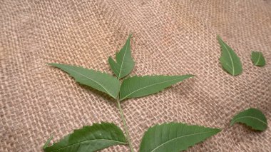 Medicinal Ayurvedic Azadirachta Indica veya Neem masadan ayrılıyor