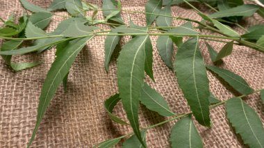 Medicinal Ayurvedic Azadirachta Indica veya Neem masadan ayrılıyor