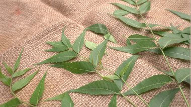 Medicinal Ayurvedic Azadirachta Indica veya Neem masadan ayrılıyor