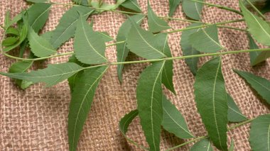 Medicinal Ayurvedic Azadirachta Indica veya Neem masadan ayrılıyor