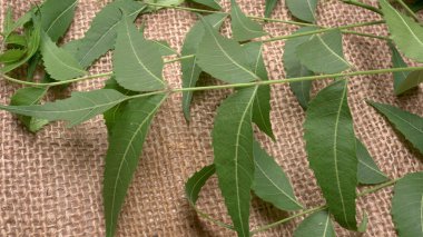 Medicinal Ayurvedic Azadirachta Indica veya Neem masadan ayrılıyor