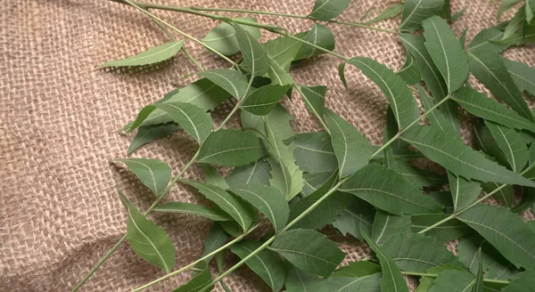 Azadirachta Indica Ayurvédique Médicinal Feuilles Neem Sur Table — Photo