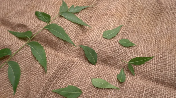 Azadirachta Indica Ayurvédique Médicinal Feuilles Neem Sur Table — Photo